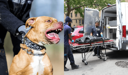 En Nueva York, un perro de familia mordió el rostro del bebé hasta acabar con su vida. En Nueva York, un perro de familia mordió el rostro del bebé hasta acabar con su vida.