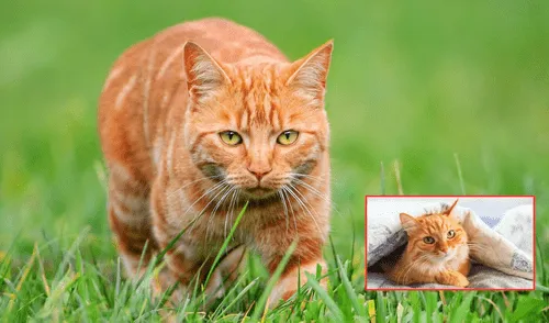 Los gatos naranjas son parte de una fascinante variedad genética dentro de los felinos domésticos. Foto: composición LR/CNN/Urgente24
