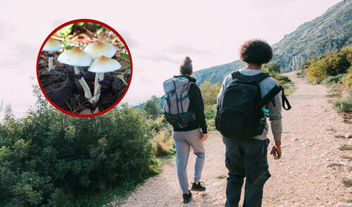 Emergencias atendieron a los jóvenes en Nueva York tras consumo de hongos.