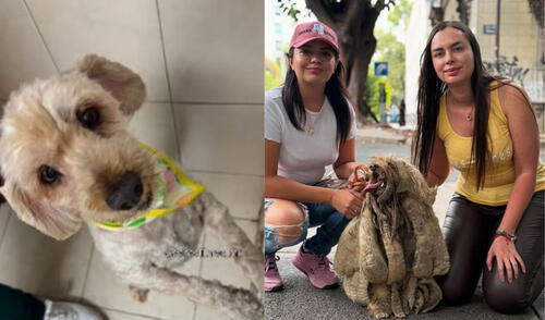 El perro Soñador recibe cuidados tras años de olvido en una azotea de Ciudad de México