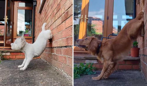 Video tiene millones de reproducciones. Foto: captura de TikTok/@louby.love