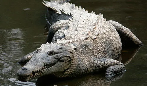 En Indonesia una mujer murió atacada por un cocodrilo que se metió a su casa mientras cocinaba. Foto: El Tiempo En Indonesia una mujer murió atacada por un cocodrilo que se metió a su casa mientras cocinaba.