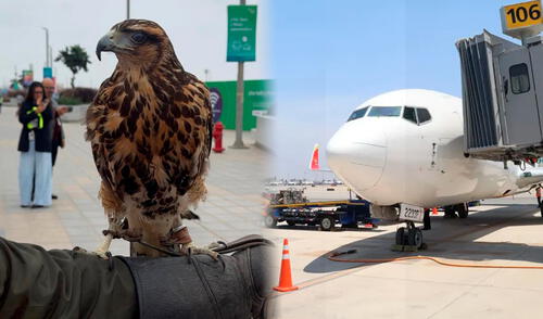 Las aves rapaces garantizarán la seguridad aérea del nuevo Aeropuerto Internacional Jorge Chávez. Foto: Composición LR/Andina
