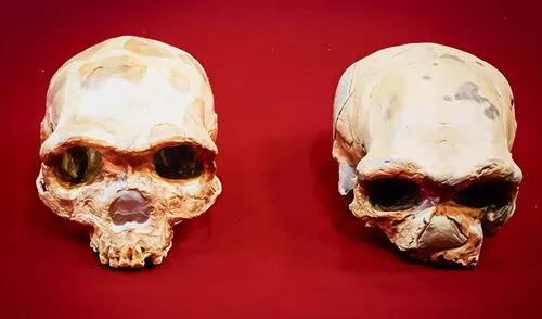 El cráneo hallado en China que desconcierta a científicos: tiene 300.000 años y no coincide con ninguna especie humana conocida