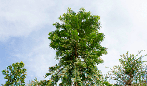El pino de Wollemi es considerado un 'fósil viviente' debido a que se mantiene vivo desde el periodo Jurásico.