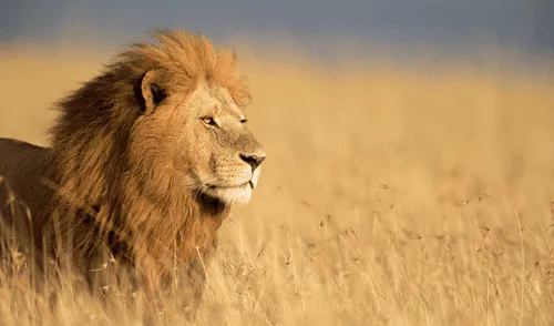 El felino fue rastreado y abatido por autoridades. Foto: RTV