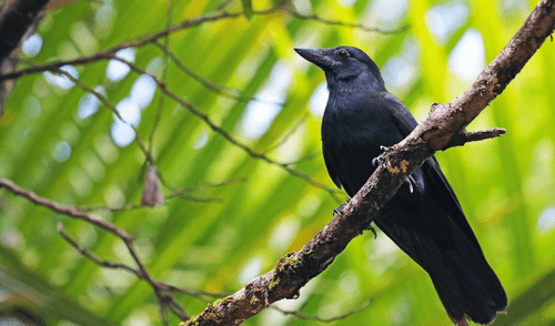 Según las investigaciones, la inteligencia de esta ave  es comparable a la de los niños pequeños, de entre cuatro y ocho años. Foto: eBird
