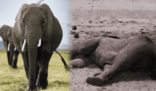 La reserva privada, Save Valley Conservancy, tan solo albergó a 2.550 elefantes en 2024, debilitando su capacidad interna. Foto: EFE / Composición LR África, elefantes en Zimbabue