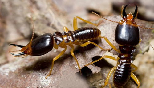 Expertos han confirmado que estas dos especies de termitas serían las más destructivas del mundo