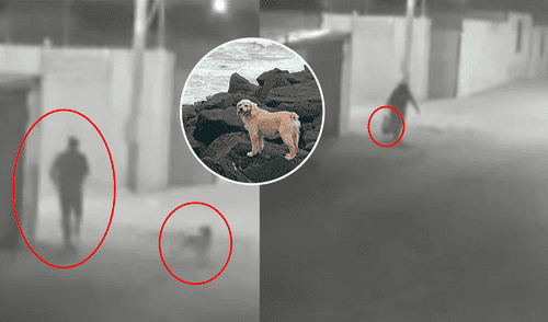 necropsia realizada al animal revela que fue asesinado. Foto: Composición LR/Difusión