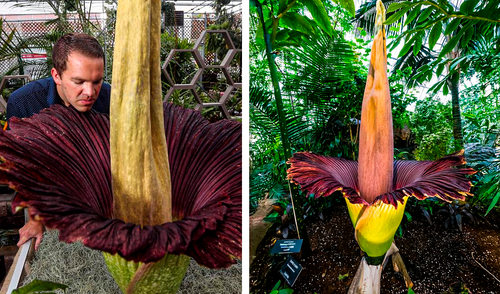 La floración de la Amorphophallus titanum, también conocida como 'flor cadáver', dura entre 24 y 72 horas. Foto: Composición LR/Imago/Pixabay. Sabias que la flor más grande del mundo tiene olor a carne podrida, puede alcanzar los 3 metros de altura y pesar 11 kilogramos