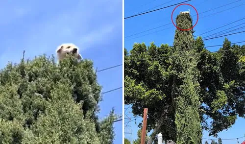 Perrito trepó a la cima de un árbol de 5 metros y sorprende a todos: “En su otra vida era gato”