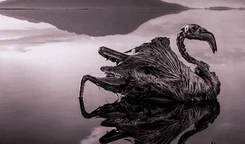 El lago Natrón tiene una composición química extremadamente alcalina, con un pH que puede llegar a 10,5. Foto: Nick Brandt/New Scientist. El lago rojo de Tanzania convierte animales en 'piedra': es tóxico, volcánico y clave para la supervivencia de millones de flamencos