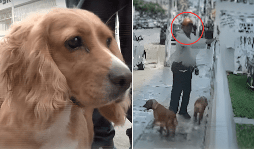 Dueño las abandonó en la veterinaria tras más de 10 días. Foto: Composición LR/24Horas Dueño las abandonó en la veterinaria tras más de 10 días