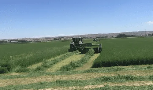 El cultivo de alfalfa contribuye a la diversificación agrícola al integrarse en esquemas de rotación con maíz y cebolla. Foto: Agronews