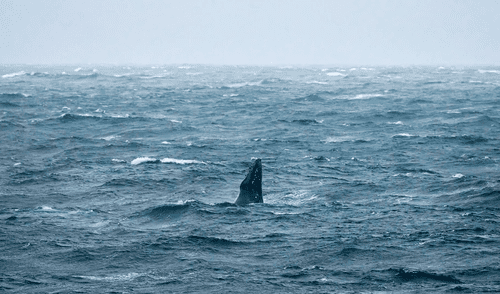 Un observador de vida silvestre captó en cámara al mamífero anteriormente en peligro de extinción cerca de Deal.