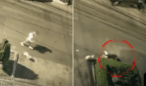 Joven y su mascota son brutalmente atacados por un rottweiler.