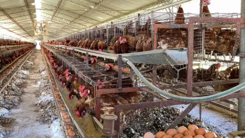 Granjas clandestinas y aves en condiciones deplorables producen huevos que forman parten de la canasta básica. Fuente: Difusión Granjas clandestinas y aves en condiciones deplorables producen huevos que forman parten de la canasta básica. Fuente: Difusión