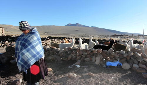Comuneros reportaron congelamiento de pastos naturales, donde alimentan a sus alpacas. Foto: Liubomir Fernández