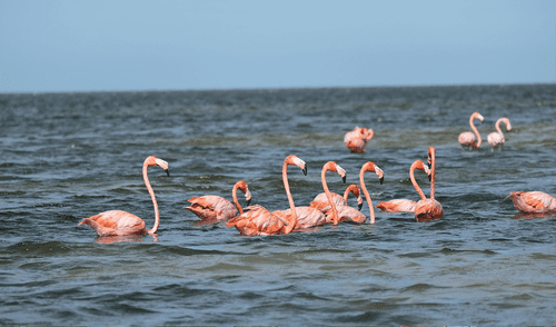 Los flamencos desarrollaron una técnica que les permite obtener su alimentos en el agua.