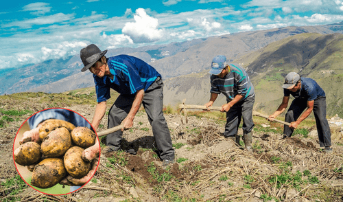 La papa cuenta con 3000 variedades. Foto: Composición LR/ Archivo GLR La papa cuenta con 3000 variedades. Foto: Composición LR/ Archivo GLR