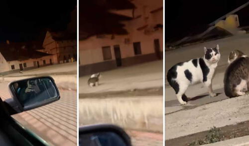 Video tiene millones de vistas. Foto: captura de TikTok/@ceciarmy