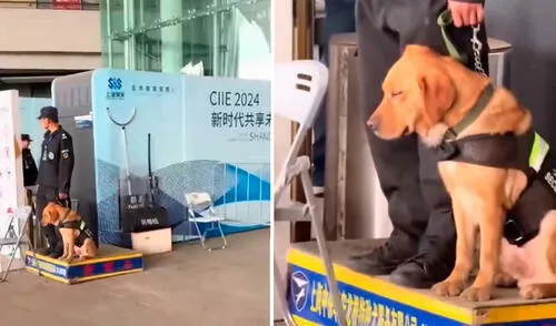 Video tiene miles de reproducciones. Video tiene miles de reproducciones. Foto: captura de TikTok/@elespanolcom