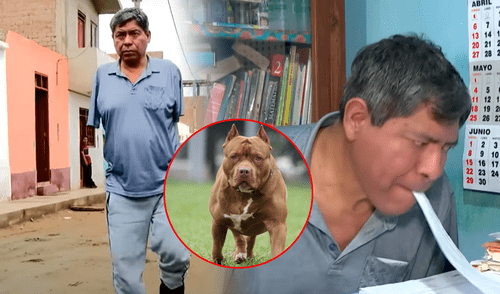 ataque, pitbull, pitbul ataca a hombre y le destroza los brazos