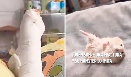 El pequeño roedor se quedó paralizado y con su patita alzada, con lo que daba la impresión de estar lesionado. Foto: composición LR/ TikTok/ @unitel.bo El pequeño roedor se quedó paralizado y con su patita alzada, con lo que daba la impresión de estar lesionado.