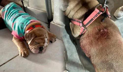 Afortunadamente, la mascota no sufrió mayores daños debido al grosor de su piel. Foto: Yolanda Goicochea