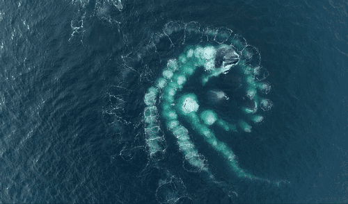 Los expertos identificaron a ballenas jorobadas creando anillos de burbujas cerca a embarcaciones y nadadores.