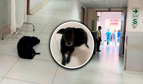 Usuarios en redes sociales se mostraron conmovidos por la historia del denominado ‘Hachiko peruano’.