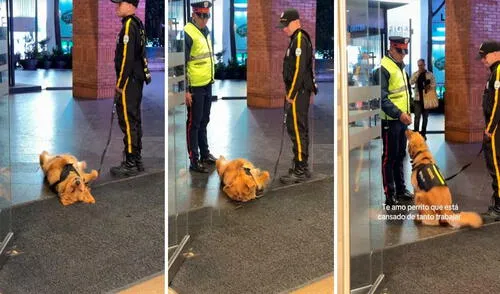 Video tiene millones de reproducciones en la plataforma. Video tiene millones de reproducciones en la plataforma. Foto: captura de TikTok/@estefaniamarin