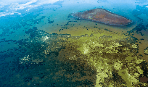 Los océanos aumentaron los niveles de acides debido al dióxido de carbonos producto de la actividad humana.