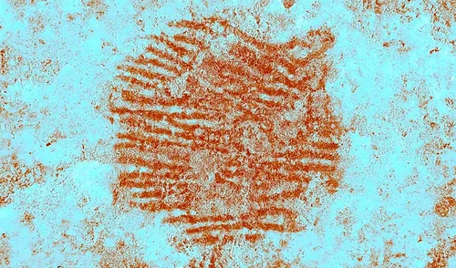 La huella dactilar fue probablemente hecha por un hombre adulto y pintada con la punta del dedo. Foto: Archaeological and Anthropological Sciences La huella dactilar fue probablemente hecha por un hombre adulto y pintada con la punta del dedo.