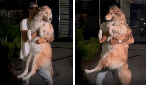 Tras el ataque en Tel Aviv, Israel, el perrito fue puesto a salvo por la policía. Foto: composición LR/Bar Peleg Tras el ataque en Tel Aviv, Israel, el perrito fue puesto a salvo por la policía. Foto: composición LR/Bar Peleg