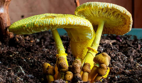 El hongo es capaz de encontrar partículas de oro en los suelos para beneficiar su crecimiento y propagación.