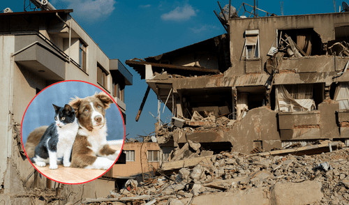 Aprende como proteger a tu mascota frente a un sismo. Foto: Composiciopn LR