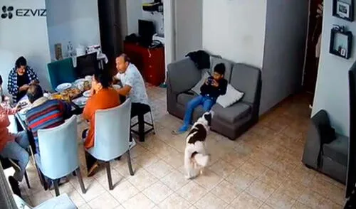 Según expertos en comportamiento animal, los perros presienten el momento en que va a suceder un evento importante, como un sismo.