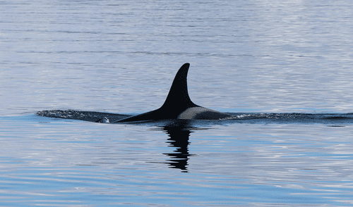La presencia de las orcas en las costas de Sudáfrica han reducida la presencia de los tiburones blancos.