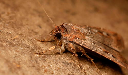 Las polillas bogong usan las estrellas para encontrar el camino a un lugar donde nunca han estado.