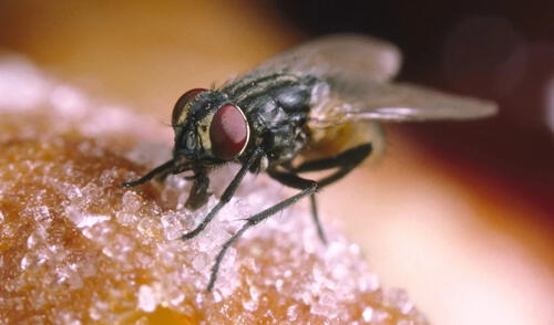 Con la ola de calor sobre Nueva York también aumentan las moscas.