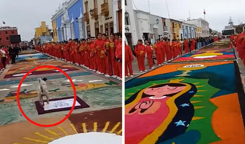 Perrito irrumpió durante Corpus Christi en Trujillo y caminó sobre alfombras decoradas con esmero