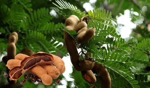 El tamarindo es alto en vitaminas. Foto: Composición LR