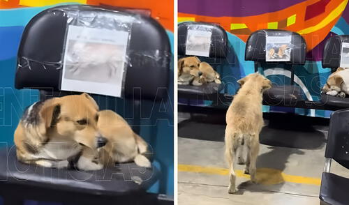Un gesto de amor que emocionó a miles de usuarios en redes sociales. Foto: composición LR/Ventanilla Noticias/ Facebook Agencia peruana de buses dedica espacio exclusivo para perros callejeros, protegiéndolos de la lluvia: "Un gesto de amor"