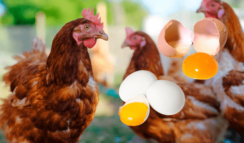 El color de los huevos dependen de la raza de las gallinas que los ponen. Foto: Composición LR