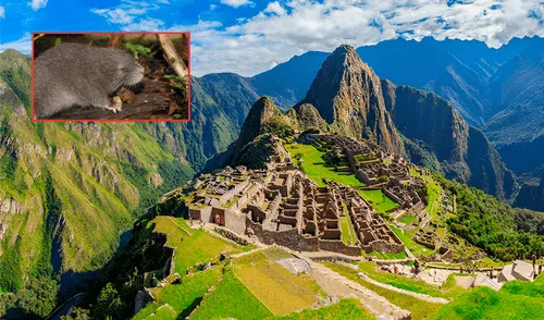 Una nueva especie de roedor fue descubierto en el Santuario Histórico de Machu Picchu. Foto: composición LR/Camino Inca Machu Picchu/gob.pe Una nueva especie de roedor fue descubierto en el Santuario Histórico de Machu Picchu. Foto: composición LR/Camino Inca Machu Picchu/gob.pe