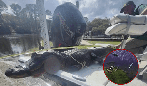 Un caimán en Florida fue capturado luego de atacar a 20 personas mientras practicaban Kayak. Un caimán en Florida fue capturado luego de atacar a 20 personas mientras practicaban Kayak.