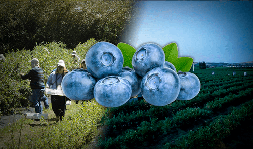 arándanos, españa, perú