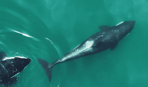 Los científicos observaron cómo las orcas utilizaban un tipo de alga para lograr asearse en grupo.